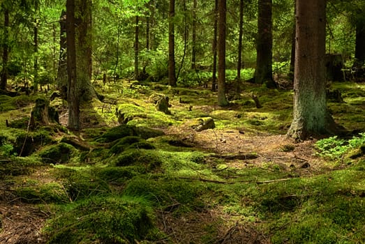 The primeval forest with mossed ground-HDR