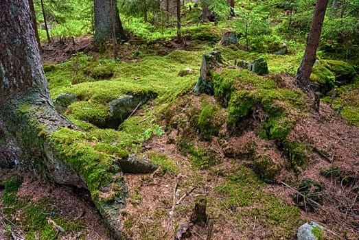 The primeval forest with mossed ground-HDR
