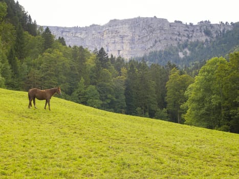 A horse on green pasture in the valley of  Creux du Van in Neuchatel, Switzerland