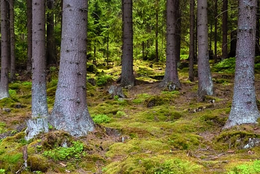 The primeval forest with mossed ground-HDR
