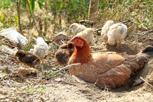 Natural newborn chickens and mother hen 