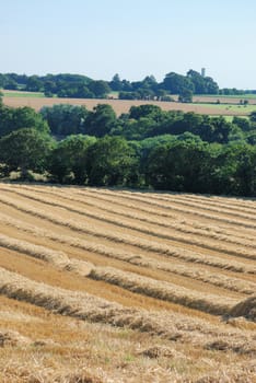 straw in a field after harvest