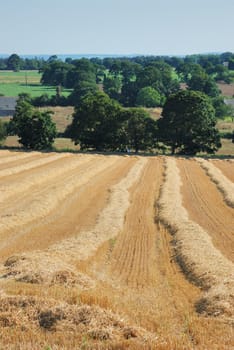 straw in a field after harvest