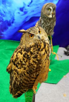 Two owls sitting on branch