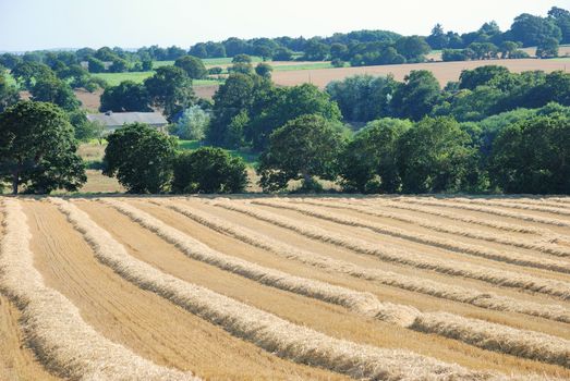 straw in a field after harvest