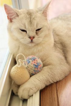 Sleeping cute cat with ball of threads