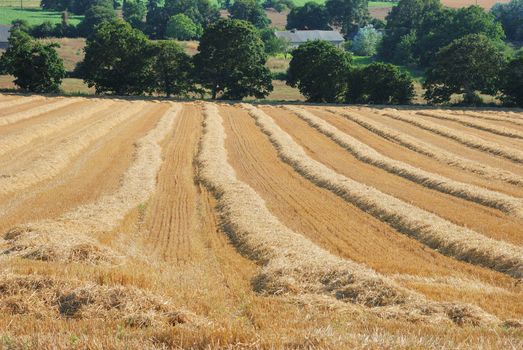 straw in a field after harvest