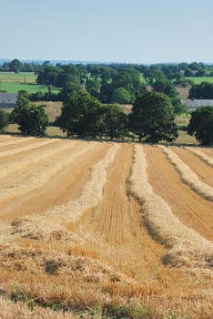 straw in a field after harvest