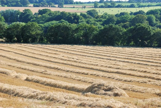 straw in a field after harvest