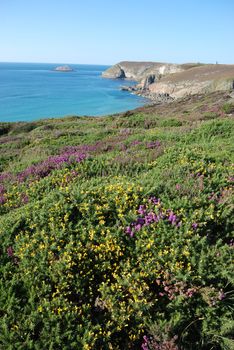 heathland with heather and gorse
