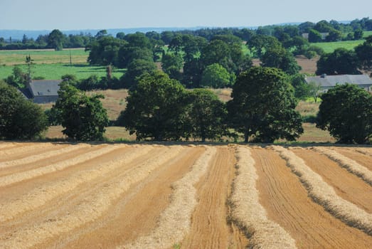 straw in a field after harvest
