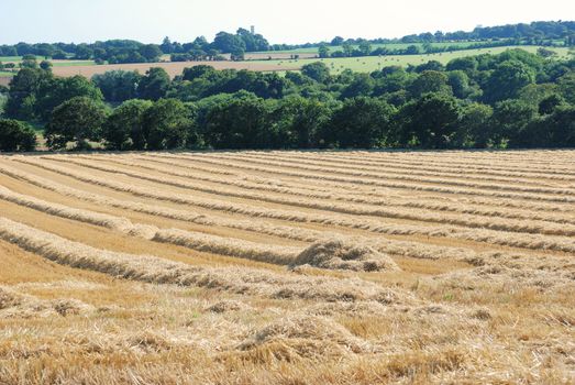 straw in a field after harvest