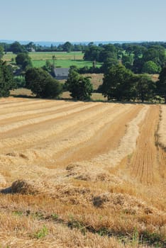 straw in a field after harvest