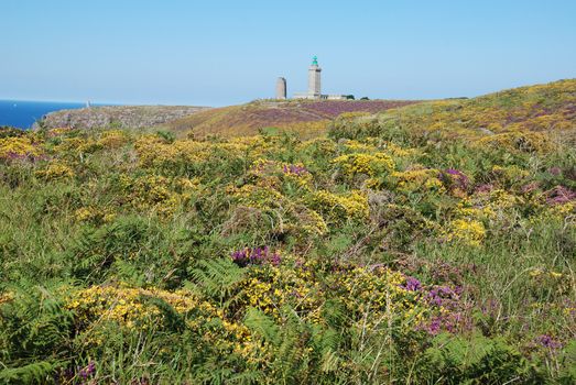 heathland with heather and gorse