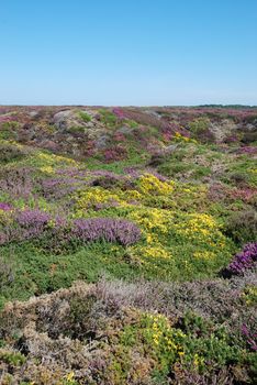 heathland with heather and gorse