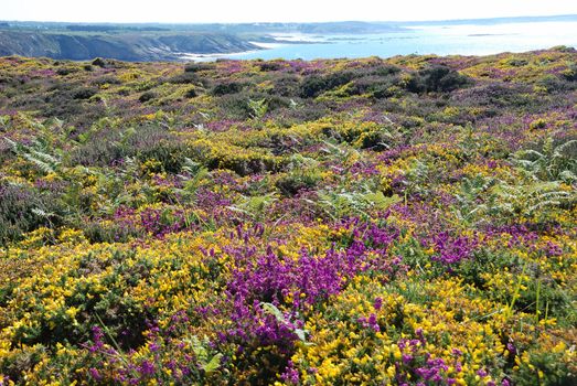 heathland with heather and gorse