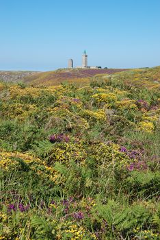 heathland with heather and gorse
