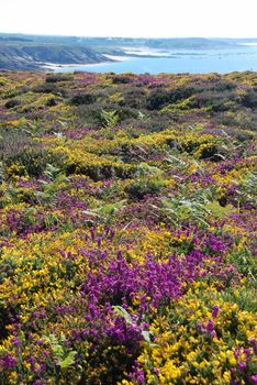 heathland with heather and gorse