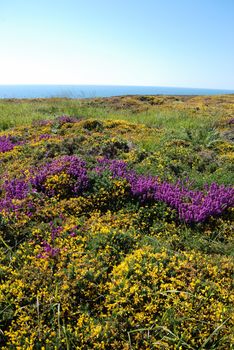 heathland with heather and gorse