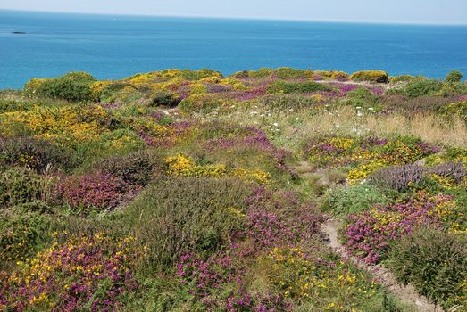 heathland with heather and gorse