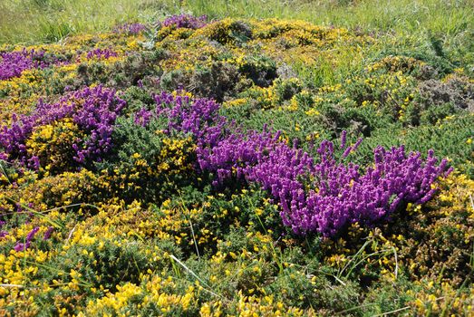 heathland with heather and gorse