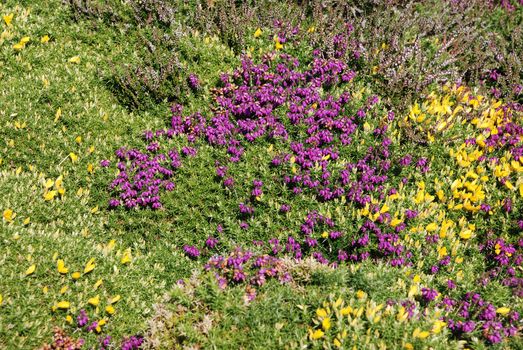 heathland with heather and gorse