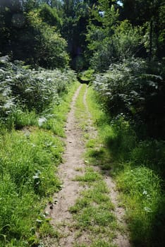 A path in summer