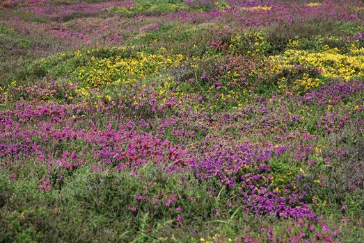 heathland with heather and gorse