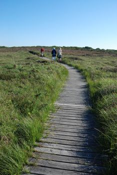 wooden path in the moor