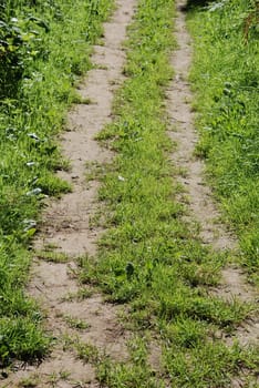 A path in summer