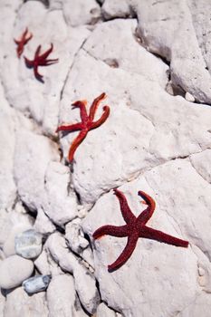 Four red starfish lying on the stone coast