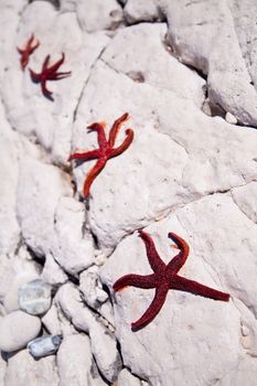 Four red starfish lying on the stone coast