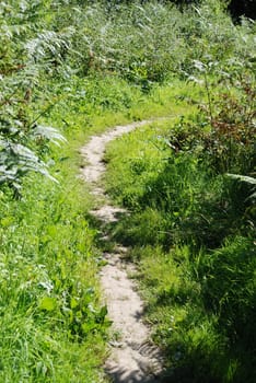 A path in summer