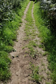 A path in summer