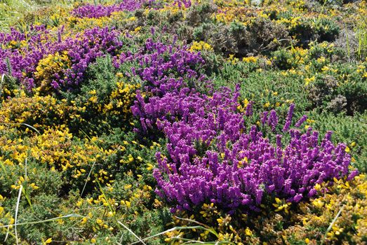 heathland with heather and gorse