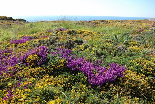 heathland with heather and gorse