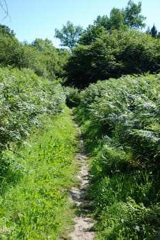 A path in summer