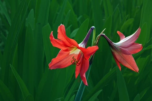 His scientific name is called Hippeastrum vittatum