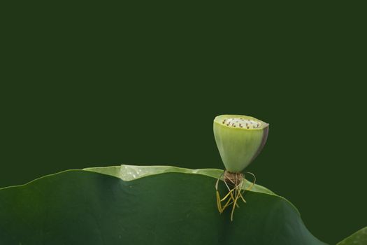 Lotus flower closeup