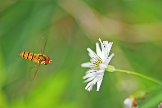 Bees are flying flowers