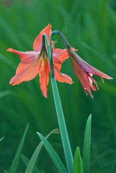 His scientific name is called Hippeastrum vittatum