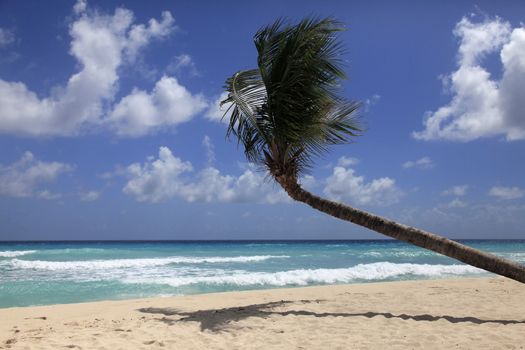 Untouched tropical beach with a palm tree in Barbados