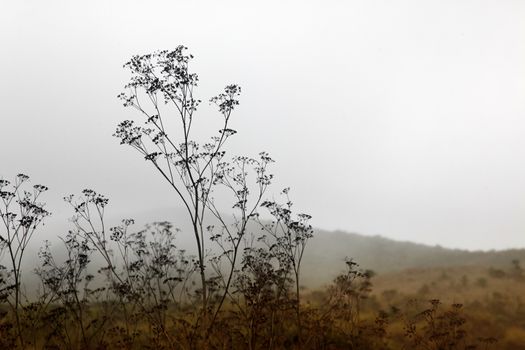 Plants on a background of a foggy autumn landscape