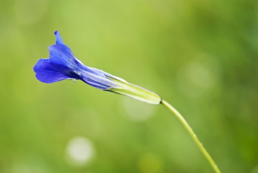 Isolated on the green background of the morning glory