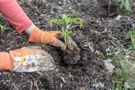 Closeup of planting tomato seedling.