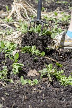 Closeup of turning spring soil.