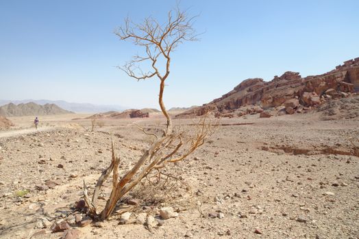 Dry acacia tree in the desert in  Shekhoret canyon near Eilat, Israel