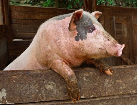 Pork. Pig in the private peasant farm looks out of the pen, standing on his hind legs. Pig stands on its hind legs, resting on the formwork paddock. Pets on the farm. Meat breeds of domestic animals. Private peasant farm, swine-breeding, animal husbandry.
	

	
