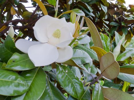 White Flower of Magnolia tree Magnolia sp. and leathery leaves close up