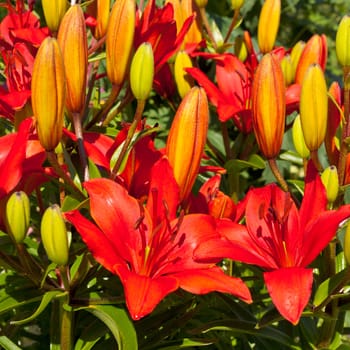 Bunch of red-orange blooming lily flowers Lilium sp. close-up in garden bed.